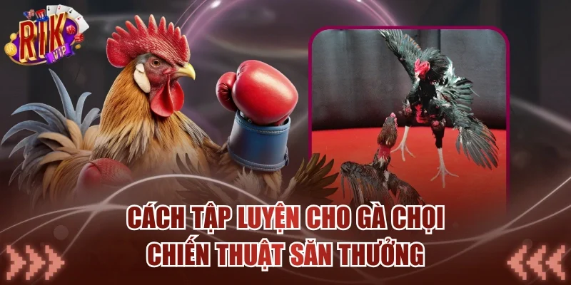 Cách Tập Luyện Cho Gà Chọi - Chiến Thuật Săn Thưởng